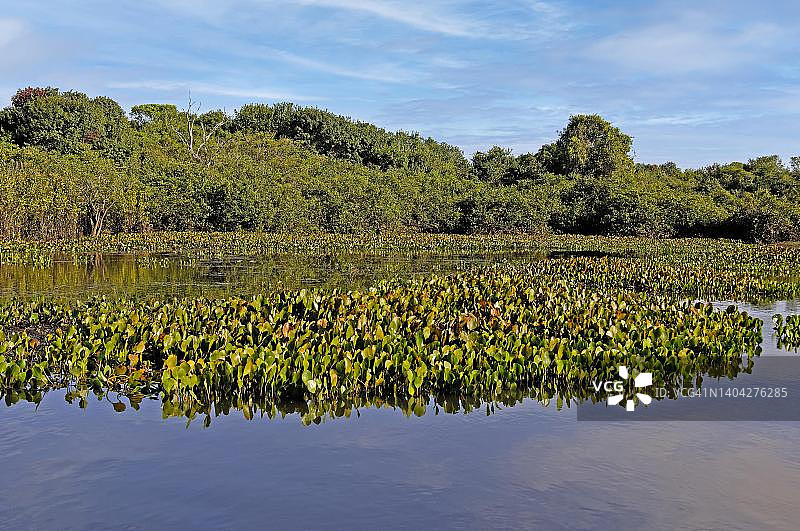 巴西潘塔纳尔水葫芦典型景观图片素材