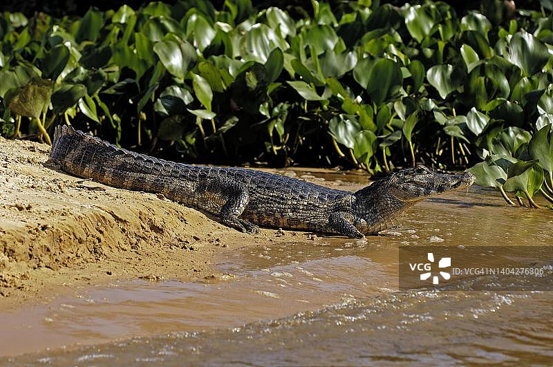 Caiman, Spectacled Caiman, Pantanal，巴西图片素材