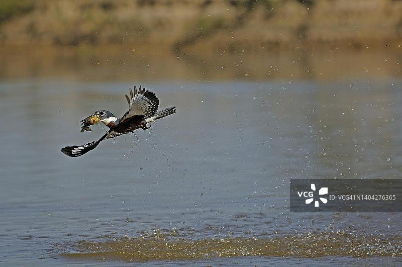 巴西潘塔纳尔湿地的红胸翠鸟和捕获的鱼图片素材