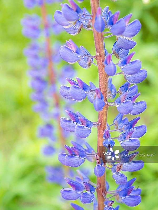 羽扇豆（多叶羽扇豆），花，尼克拉斯多夫，施蒂利亚州，奥地利图片素材