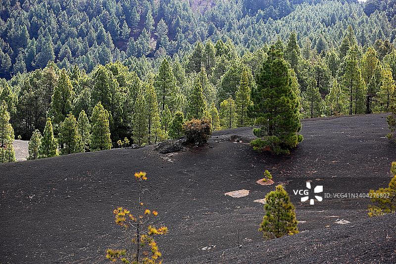 西班牙加那利群岛拉帕尔马岛埃尔皮纳尔国家公园景观图片素材