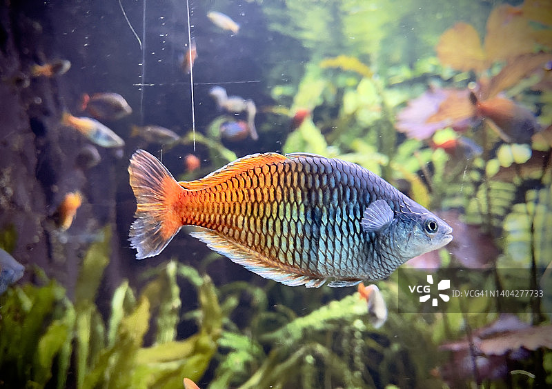 水下世界的色彩和形状图片素材