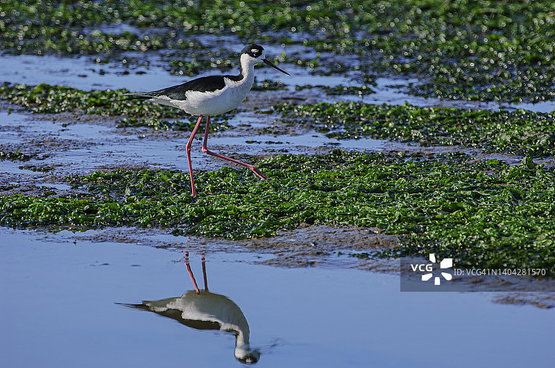 在淡水沼泽中觅食的黑翅长脚鹬图片素材