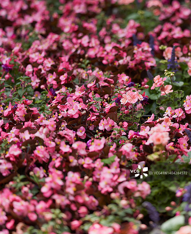 球海棠图片素材