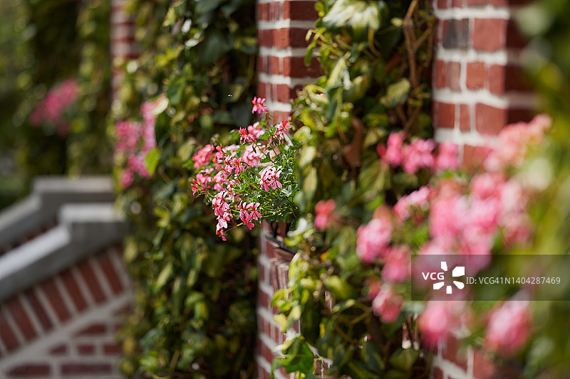 花园天竺葵图片素材