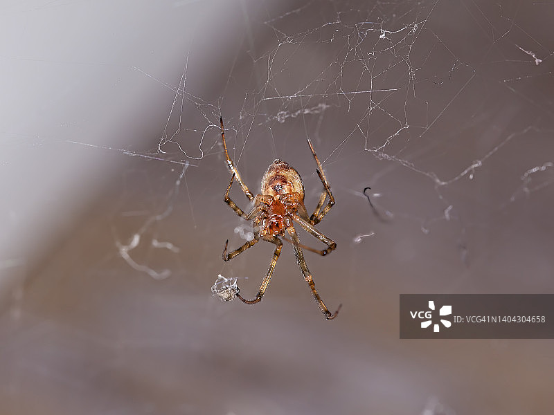 蜘蛛网中的家蜘蛛图片素材