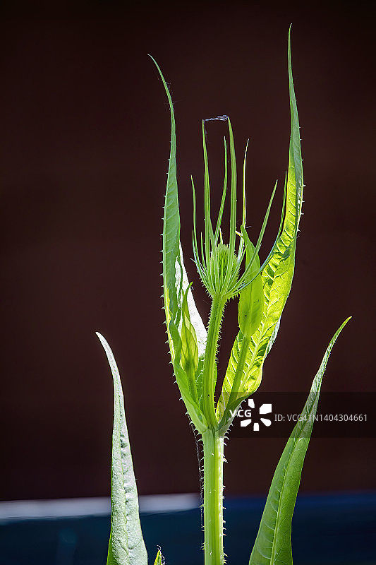 裂叶刺续断图片素材