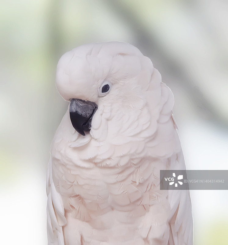 凤头鹦鹉图片素材