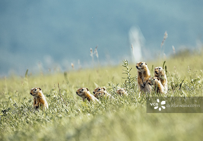 草地上的地鼠群图片素材