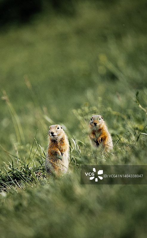 草地上的地鼠群图片素材