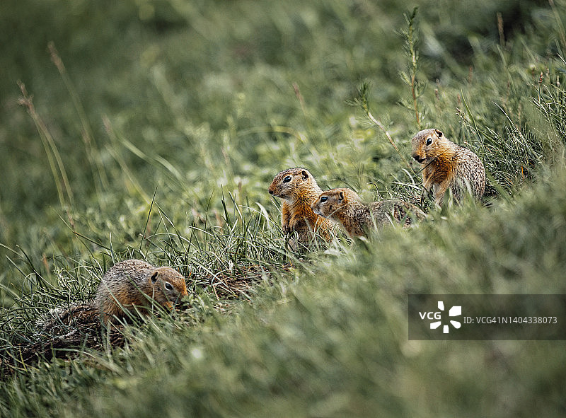 草地上的地鼠群图片素材