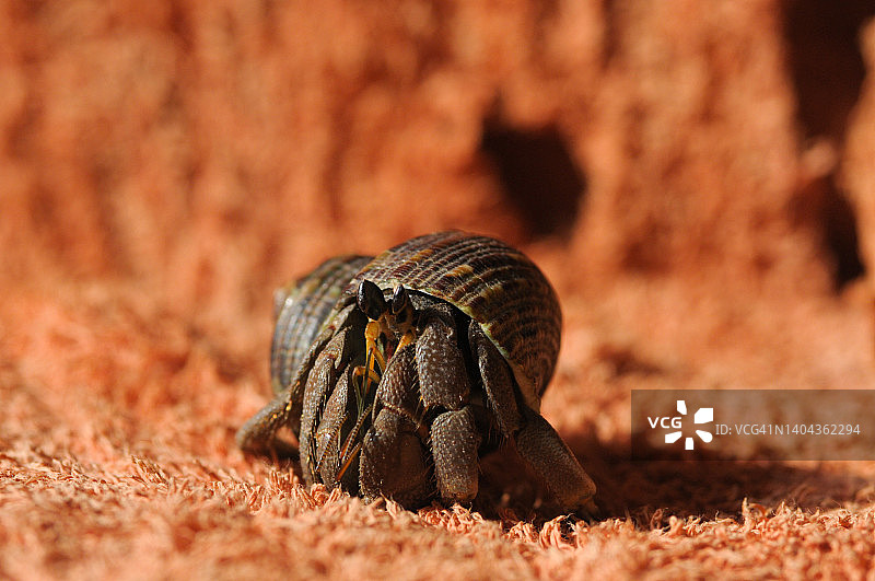 加勒比海的寄居蟹（已隔离）图片素材