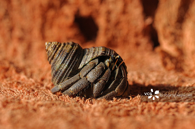 加勒比海的寄居蟹（已隔离）图片素材