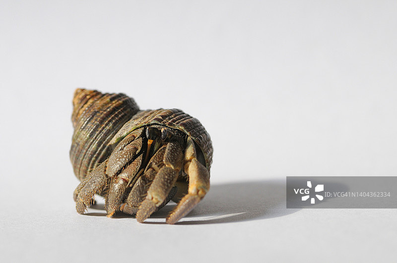 加勒比海的寄居蟹图片素材