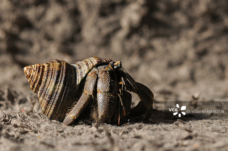 加勒比海的寄居蟹（已隔离）图片素材