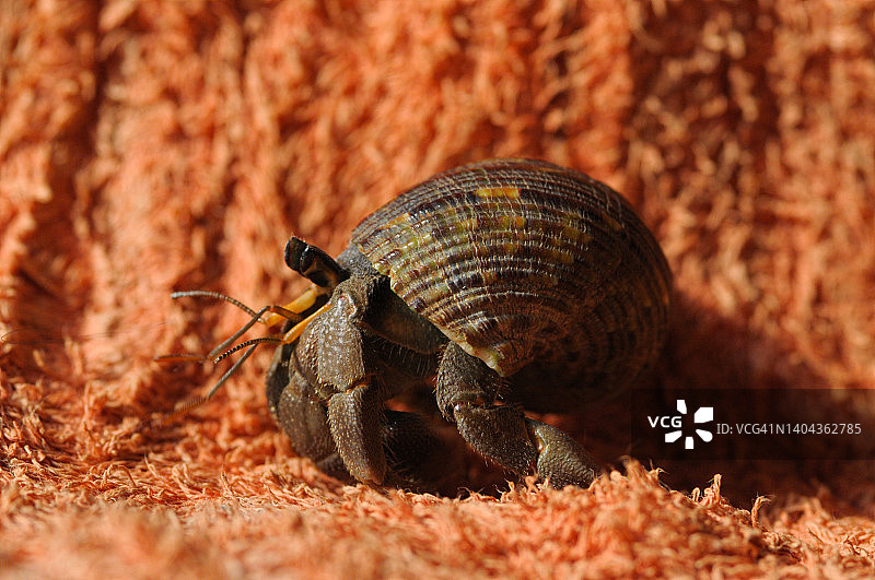加勒比海的寄居蟹（已隔离）图片素材