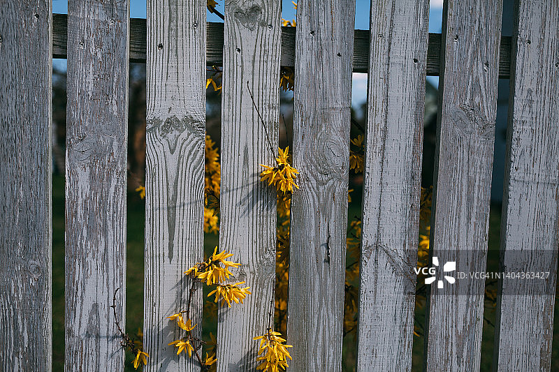 穿过栅栏的连翘花图片素材