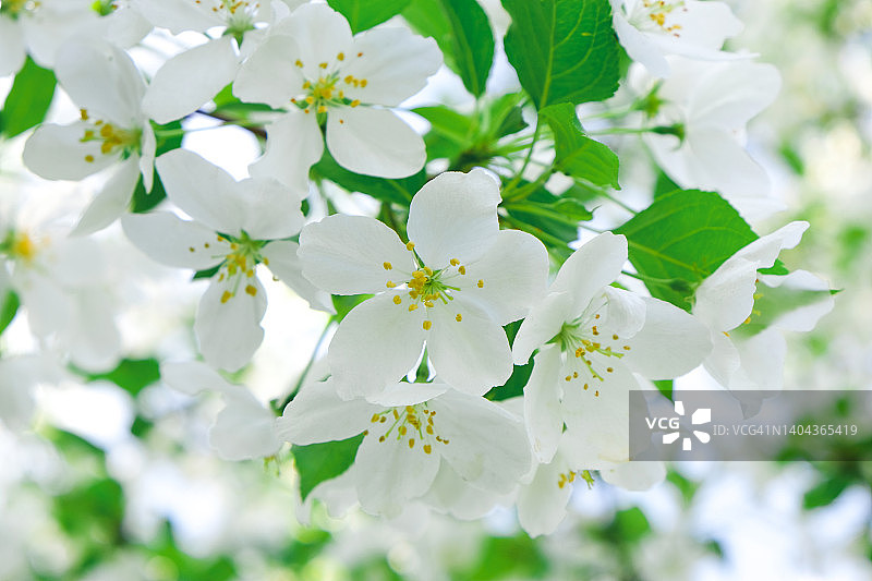 阳光明媚的日子里，公园里的苹果树在春天开花。树枝上开着白色花朵，美丽的自然背景，苹果花，特写，选择性聚焦。图片素材