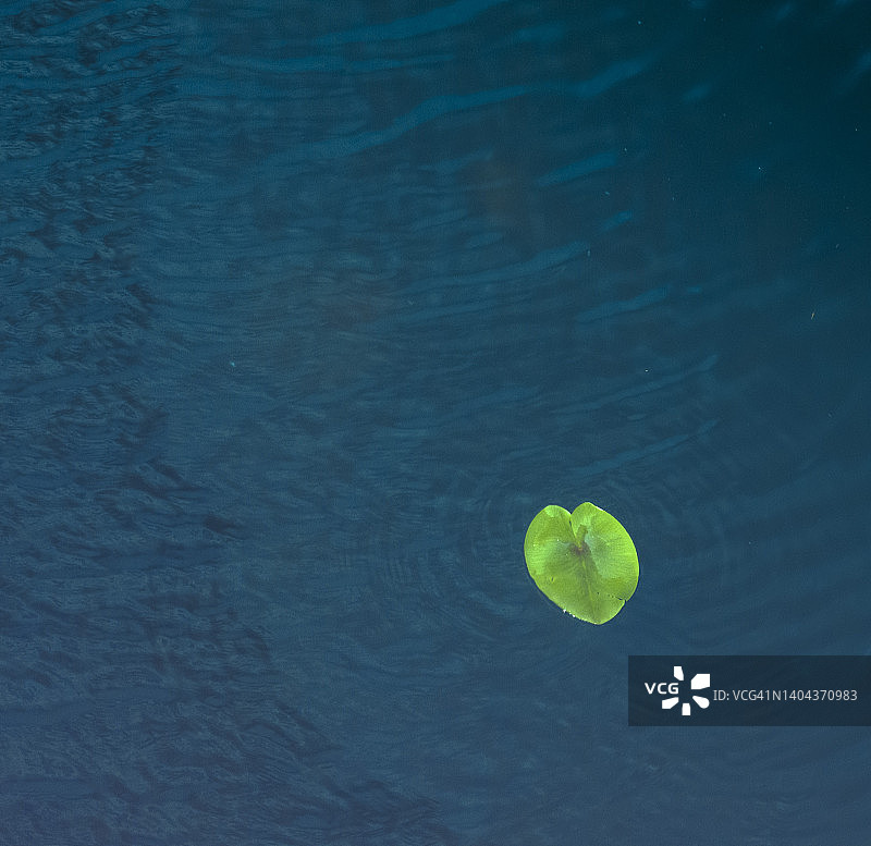 漂浮在蓝绿色水面上的单朵睡莲：极简主义自然理念图片素材