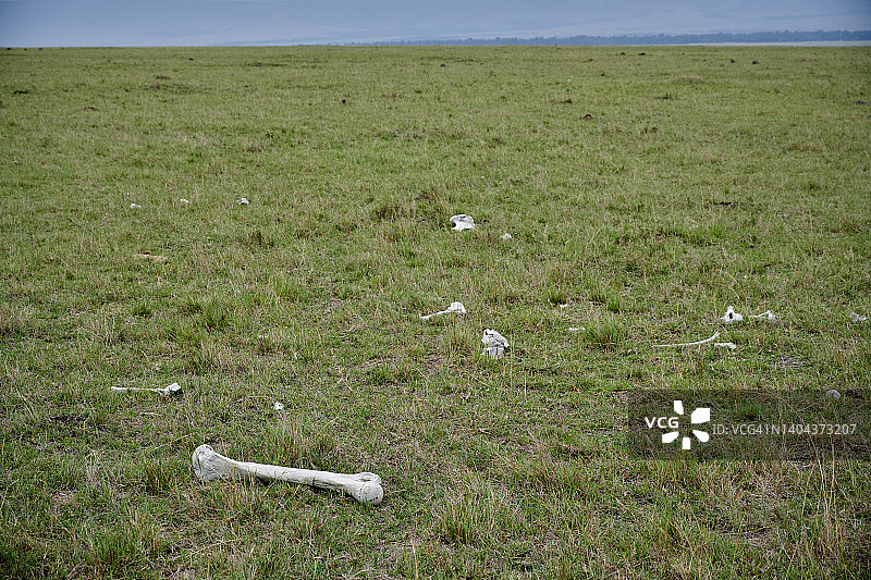 草地散落骨骼的景观图片素材