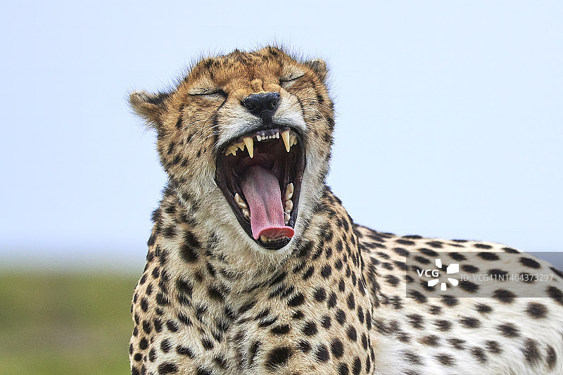 非洲野外站立的猎豹图片素材