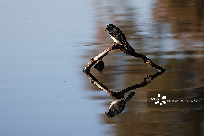 扇尾鹟栖息在水面上图片素材