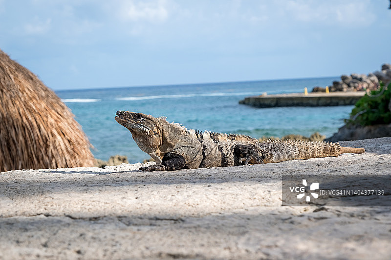 野生蜥蜴特写图片素材