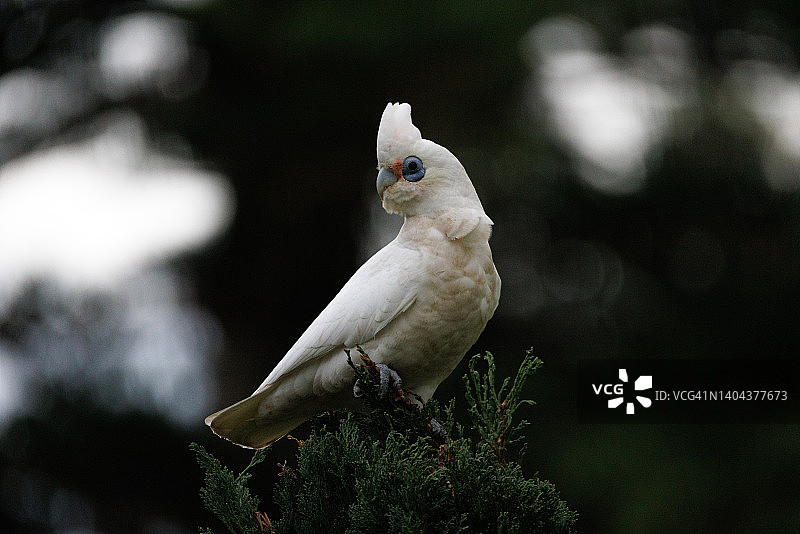小葵花凤头鹦鹉图片素材