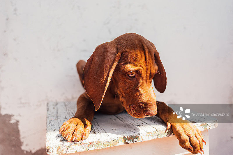 躺在木凳上的维兹拉幼犬图片素材