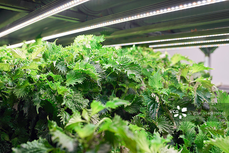 现代垂直水培城市农场图片素材