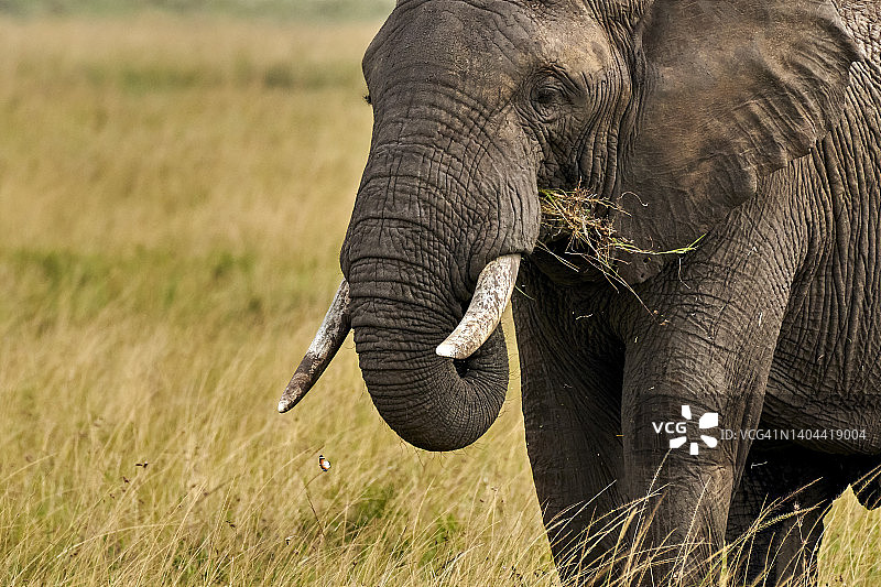 大象和蝴蝶图片素材