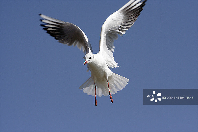 飞来的海鸥图片素材