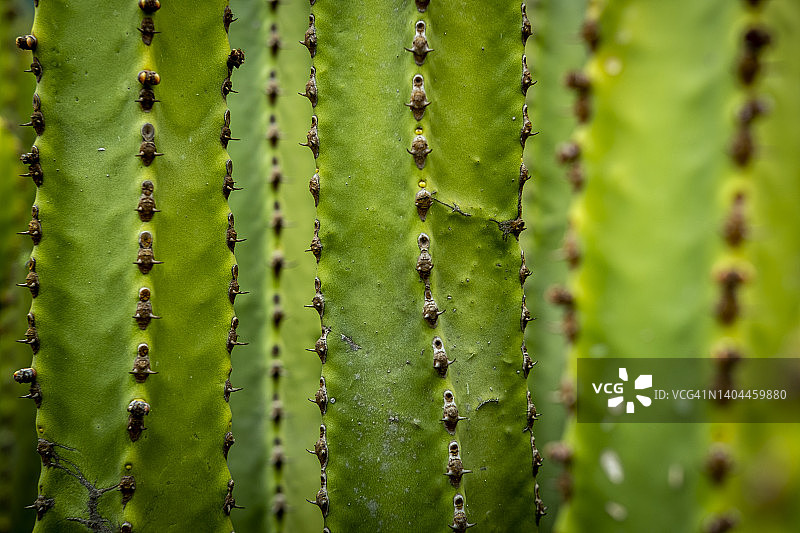 微距自然风光图片素材