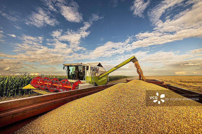 阴天下收割机装载小麦到拖车图片素材