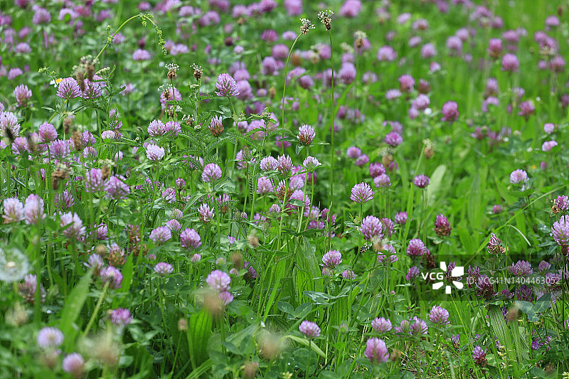 春天草甸中盛开的三叶草图片素材