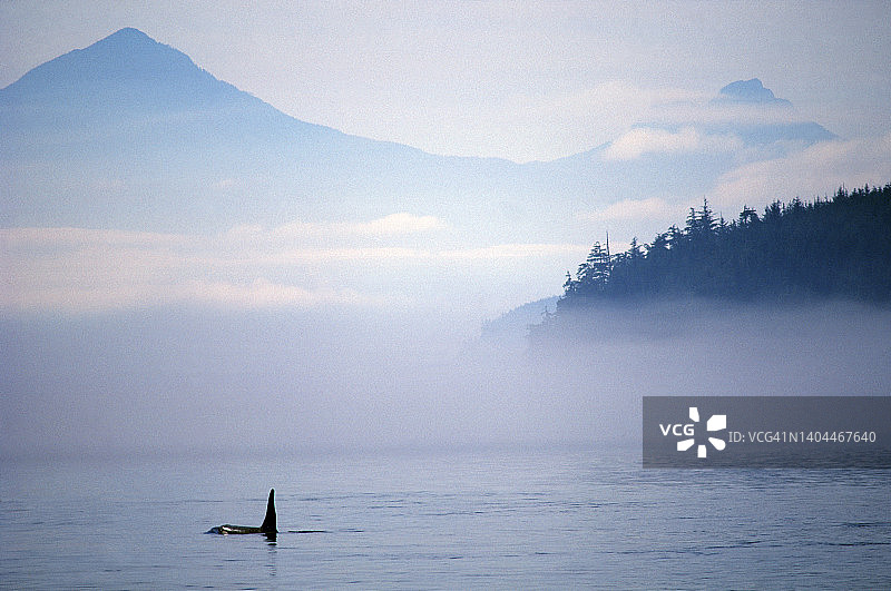 一头虎鲸在海洋中图片素材
