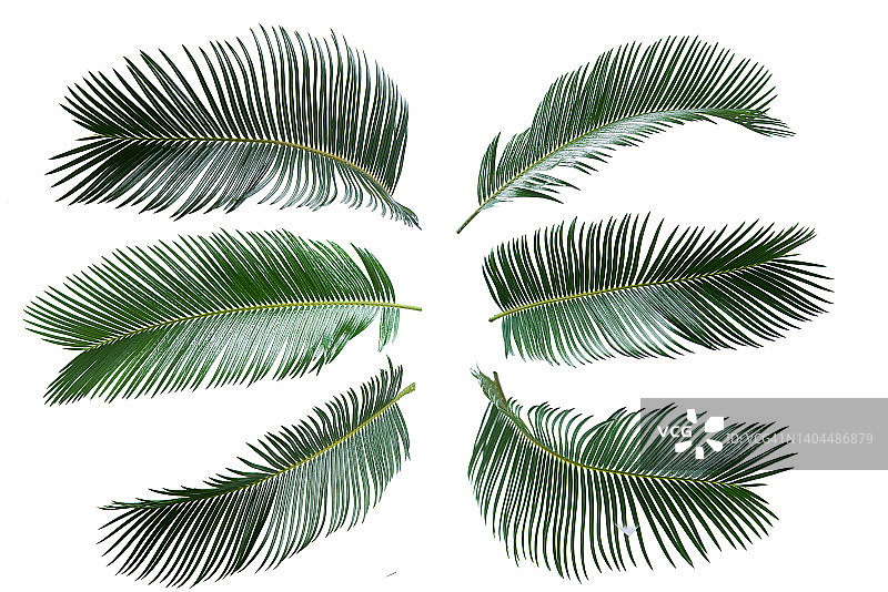 白色背景上的棕榈树绿叶图片素材
