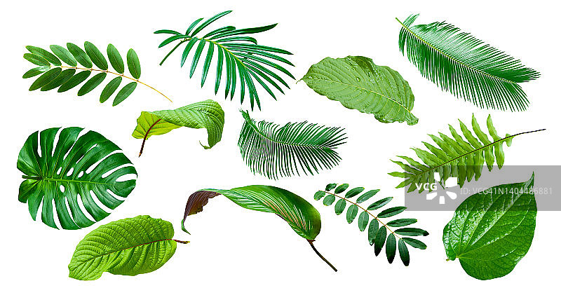 白色背景上孤立的绿叶图片素材