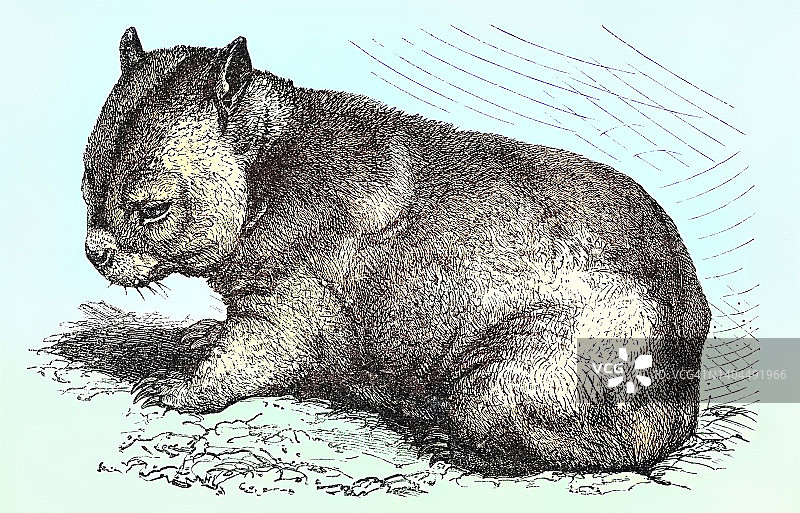 古版画：袋熊图片素材