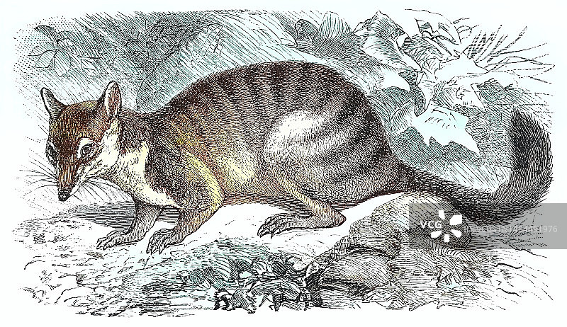 袋食蚁兽（Myrmecobius fasciatus）的古老雕刻插图图片素材