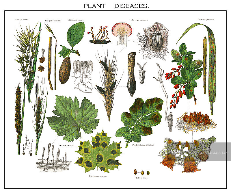蕨类植物生殖器官古老雕刻插图-蕨类植物孢子囊（雄性鳞毛蕨）图片素材