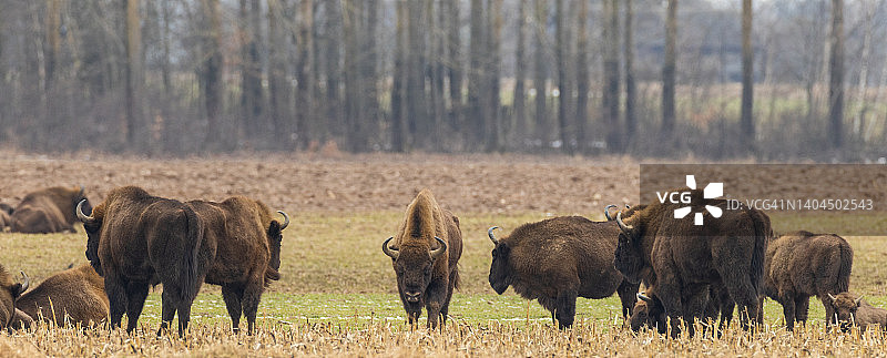 在田野里吃草的欧洲野牛群图片素材