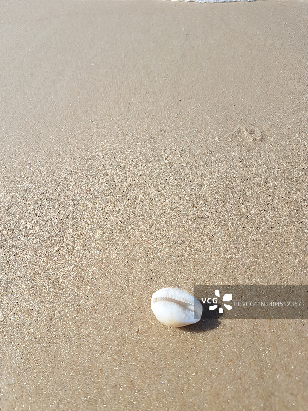 沙滩上的单个宝贝海螺图片素材