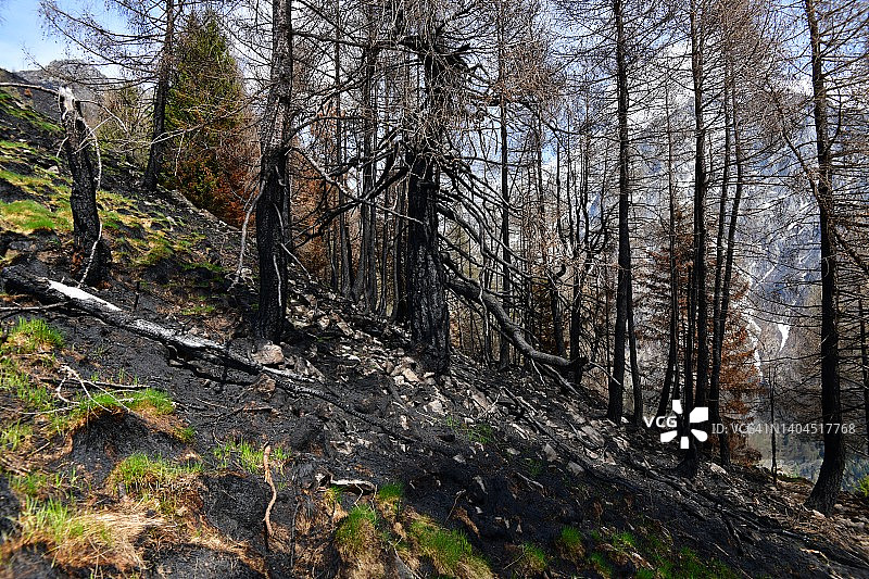 烧毁的森林和山峰图片素材