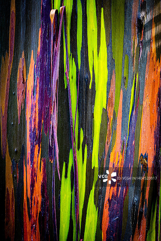 彩虹桉树鲜艳的树皮图片素材