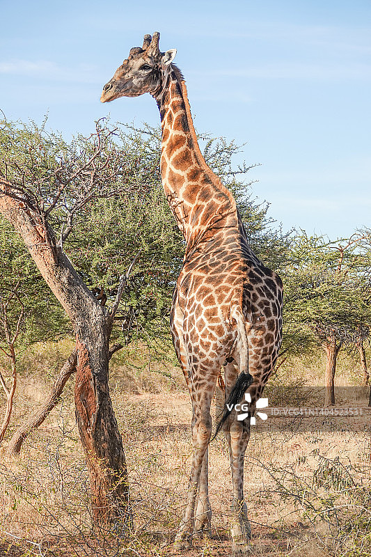 纳米比亚奥乔宗朱帕区长颈鹿图片素材