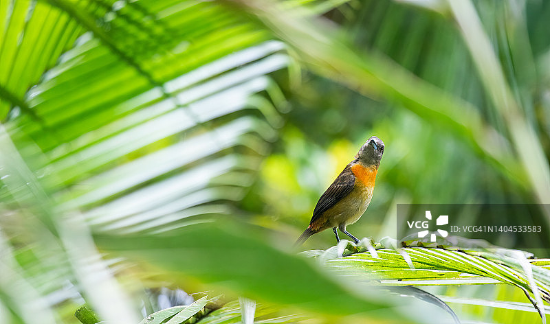 雌性红腰棕雀图片素材