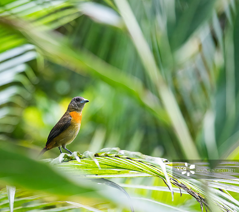 雌性红腰棕雀图片素材