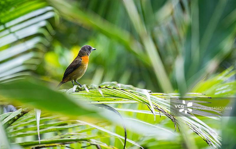 雌性红腰棕雀图片素材