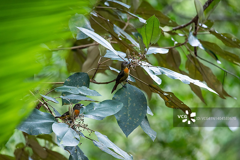 雌性红腰棕雀图片素材